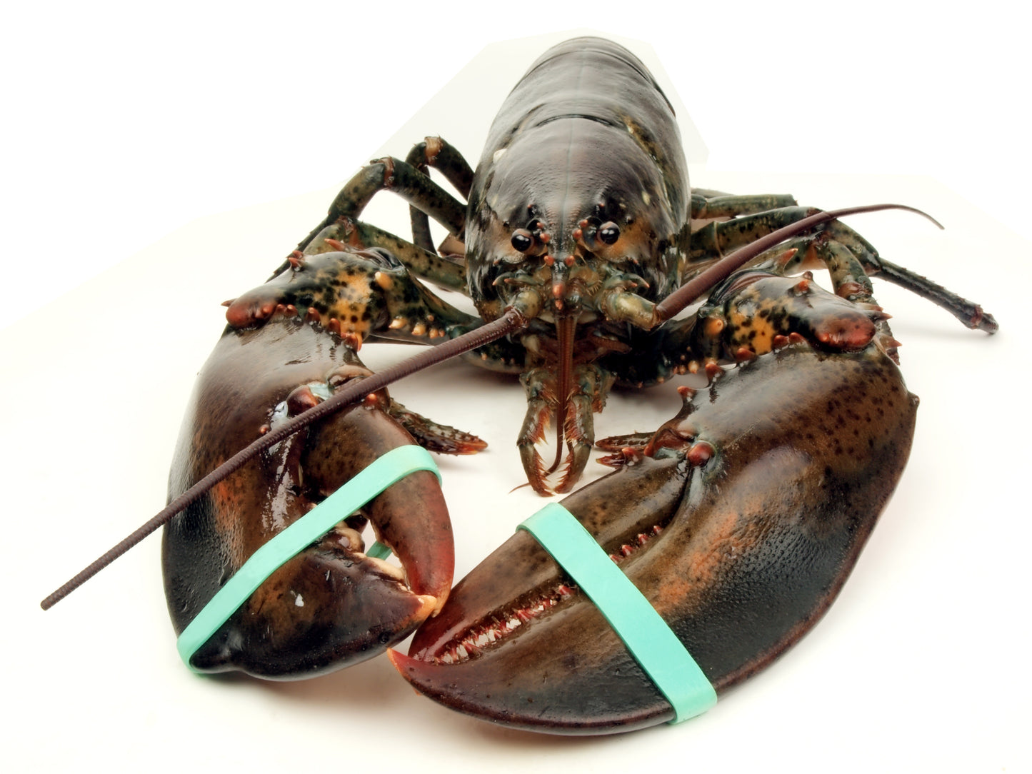 Live Lobster $36.99/lb.